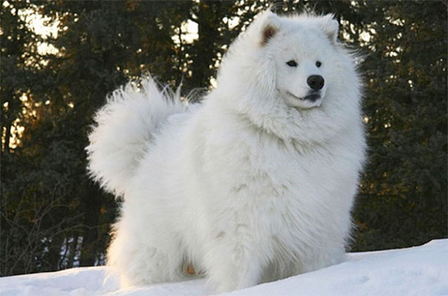 Very Floofy Dog